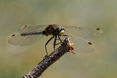 David Plant Photography - Wildlife Photography - White-faced darter - H